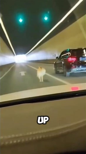 Dog Chased His Owner’s Car Until a Stranger Changed His Life ❤️#animalrescue #dogrescue #dog