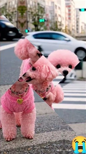 They Blamed the Dog… Then This Happened#shorts #dog