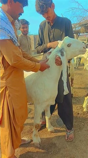 Bakry Ki Treatment | Goat Treatment Process | Bakra Farm Pakistan 🐐💉 #shorts Bimar Bakra Ka Ilaj