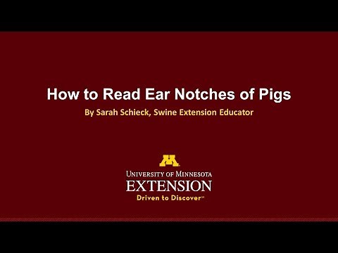 How to Read Ear Notches of Pigs