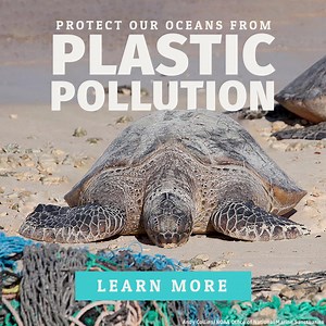 93 reactions · 21 shares | Summer is here, the season for enjoying BBQs and pool parties – but while things like plastic utensils, pool floats, and plastic bottles are used for only moments of your lifetime, these items can end up in our oceans for thousands of years. Read about plastic pollution's effect on marine animals and tips to reduce your plastic this summer. | National Wildlife Federation | Facebook