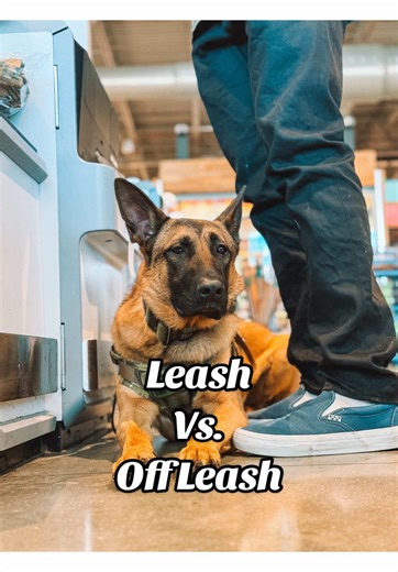 Training a Medical Alert Dog Off Leash