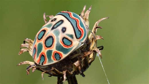 Meet the Picasso bug: the jewel-colored insect that looks like art