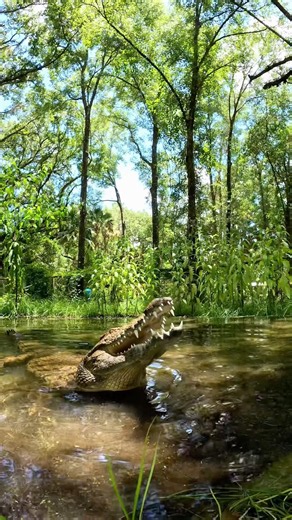 Will crocs bite the hand that feeds? #crocodile #reptiles ￼