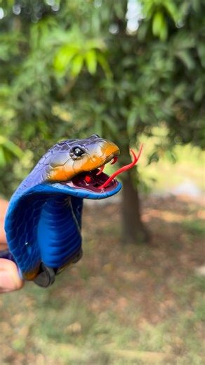 JMV TOYS on Instagram: "Remote control king cobra snake available 🙏wholesale and retail 🙏 whatsapp: 9016318387 Address: shop no:33,vishvamaitri society,mahavir chock,opp amazing star shopping ,yogi chock,surat,gujrat,india #toys #jmv #jmvtoys #surat #gujrat india khilona rccar toy varacha yogichock motavaracha katargam kamrej vesu adajan gujrat toyshop snake cobra remote control rctoy rcsnake"