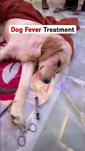 Dog Fever Treatment || Dog Fever || #dogfever #feverindog #dog #dogtreatment
