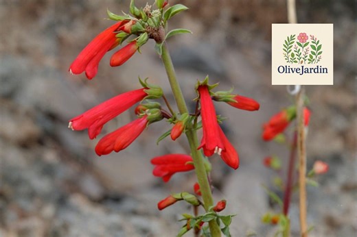 200 Eaton’s Red Penstemon Seeds – Perennial Beardtongue – Non-gmo Seeds for Planting - Etsy