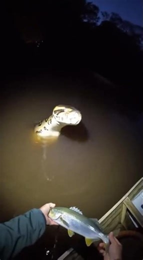 Feeding the giant anaconda 🐟 🐍 #shorts #animals #shortvideo