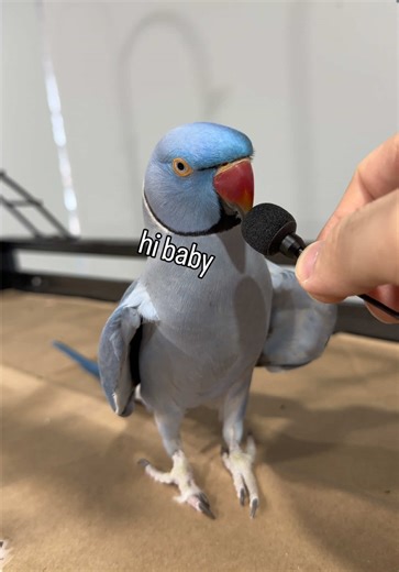 Talking Parrot Hilariously Says 'I Love You'