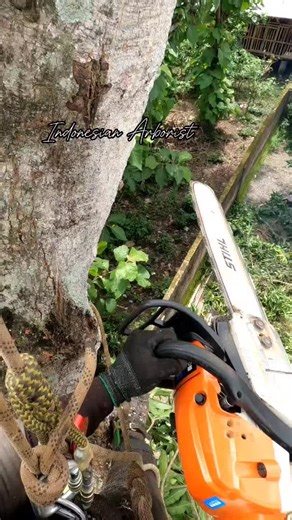 Indonesian_Arborist on TikTok