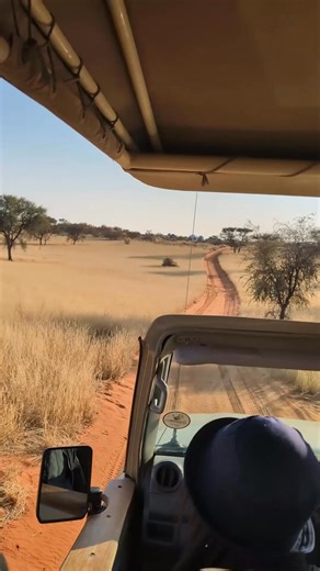 6.9K views · 87 reactions | Keep an eye out for these animals next time you're Namibia! Looking to plan your next trip to Namibia? Get in touch and our team would be happy to help. Tailoring travel, conference and event solutions since 1991, the Into Africa Team #travel #tourism #destinationmanagement #dmc #namibia #wild #adventure #blooper #funny | Into Africa | Facebook