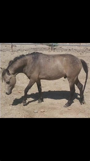 SpringRider (@springrider)’s videos with Showtime - Skillet