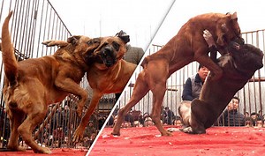 YuLin Dog meat festival