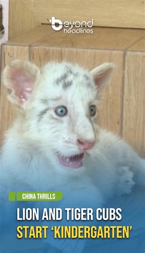 3.9K reactions · 53 shares | [China Thrills] Lion and Tiger Cubs Start ‘Kindergarten’ A large wildlife park in Chongqing has sent 12 lion and tiger cubs to "kindergarten" to help them develop their natural instincts and survival skills. Let’s take a look at their adorable first day of “school.” #BeyondHeadlinesHK #EndangeredSpecies #WildlifeRescue #TigerTales #ProtectWildlife #WildlifeLove #ChinaVibes #ExploreChina #wildlifeconservationist | Beyond Headlines | Facebook