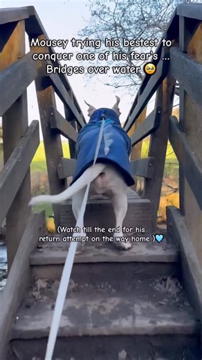 Mouse on Instagram: "Today’s walkies🩵 Apologies for the annoying motivational talking 😂 Mouse has always been scared of bridges since we rescued him , possibly some sort of PTSD , he was thrown from a bridge into a canal as a pup by some evil humans 🤬 #xlbully #rescuedogsofinstagram #dogsofinstagram #xlbulliesofinstagram #doglovers"