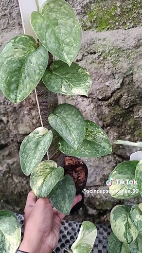 Care Tips for Scindapsus Variegata Plants