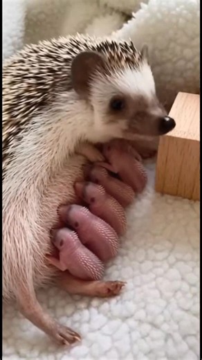 Hedgehog mom nursing babies. Counting the little prickly heads. How many do you see here? #hedgehog | The Daily Hedgehog Show