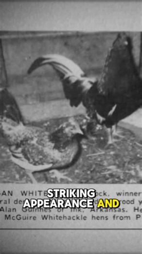 The Morgan WhiteHackle cock, connected to the work of Alan Guiness, stands out as a fine example of careful breeding and heritage preservation. Known for their striking appearance and balanced build, these birds reflect generations of dedication and selective pairing that helped shape one of the most respected names in traditional gamefowl bloodlines. Alan Guiness, like many breeders of his era, valued consistency and strong family traits in his birds. The Morgan WhiteHackles became admired not 