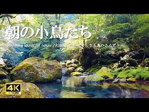 Morning Birds & Gentle Stream Sounds | Focus & Vitality【Nature Sounds, ASMR, 4K】