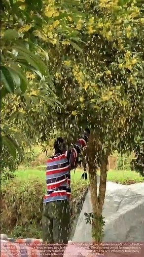 This Massive Osmanthus Harvest is So Relaxing to Watch