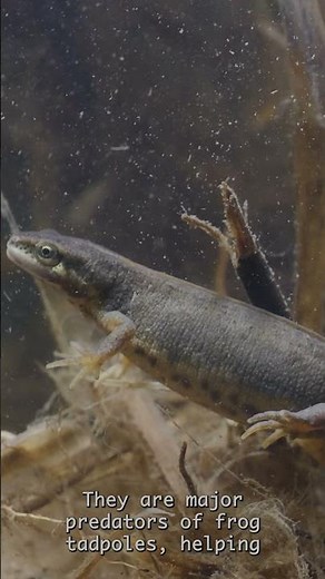 Smooth newts are the best #smoothnewt #nature #science