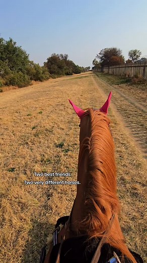 Two chestnuts to boot 🤣 Nemo - 😇🌟🌈🦋 Cleo - 😈⚡🏎️🎉 | Shaz Imagine