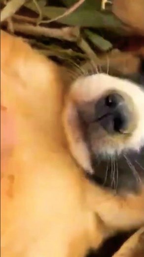 Cute puppies are hanging out with their owners