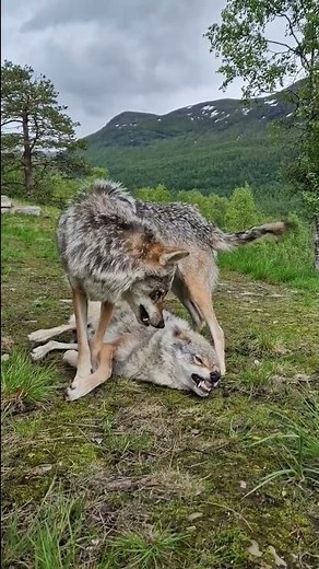 Angry wolves 🐺🐺