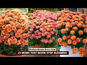 25 Perennial Mums That Come Back Every Year (Easy & Beautiful)