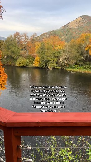 Unexpected Otter Encounters: A Pontoon Boat Adventure