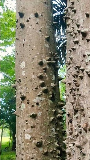 Spesies Sandbox Tree - Pohon berduri (berbahaya)