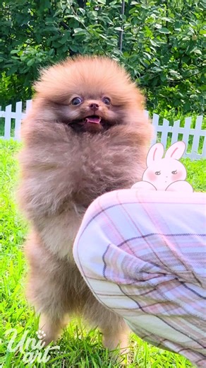 Brown sable miniature pomeranian boy 🤎🤎🤎🥰 #pomeranian #spitz #puppy #dog