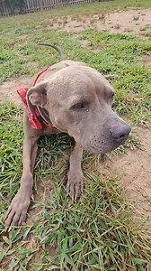 Crafty p. and Memphis are having a very relaxing and beautiful morning! These two love to relax and play, but right now, it's relaxing time. 😌❤️🐶 #adoptmemphis #adoptcraftyp #pennylanepups #notyouraverageshelter #adaptdontshop #lovethislittleredbarn #rescueismyfavoritebreed #youcanmakeadifference #nevertoolateforahappyeverafter #fureverafterfarm #fosteringismyfavoritebreed #kansascity | Always & Furever Midwest Animal Sanctuary