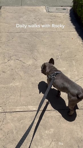 Alpha & Rocky on TikTok