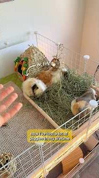 How I built this MASSIVE guinea pig cage