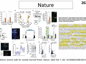 Nature—神经环路研究重磅：科学家揭示了dmPFC-l\u002FvlPAG环路是调控“观察者恐惧学习行为”的关键神经环路