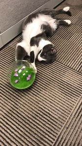 Must.Get.Butterfly. 😼 | PetSmart