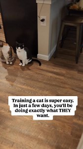 Training your cat is super easy. 😆 #cattraining #CatTips #catadvice #cats #CatsOfFacebook #catsofinstagram | oreoandpumpkinspice