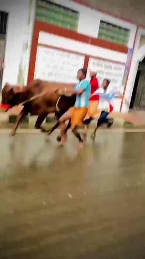 9.3K views · 45 reactions | Crazy Cow VS Man Funny Moment #Reels | Globek LLC | Facebook