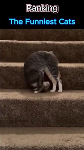 Funniest Cats Part 51 (Wait for #1!)