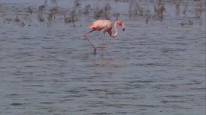 What is a flamingo doing in the South Bay?