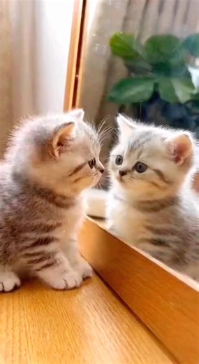 38 reactions | Why is my cat so cute! #baby #cat | Chan Reaksa | Facebook