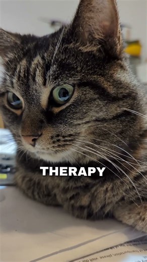 Do You Have a Physiotherapist At Home? 😼🐾