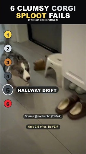 Ranking the clumsiest corgi sploots of all time 🐾 #Shorts