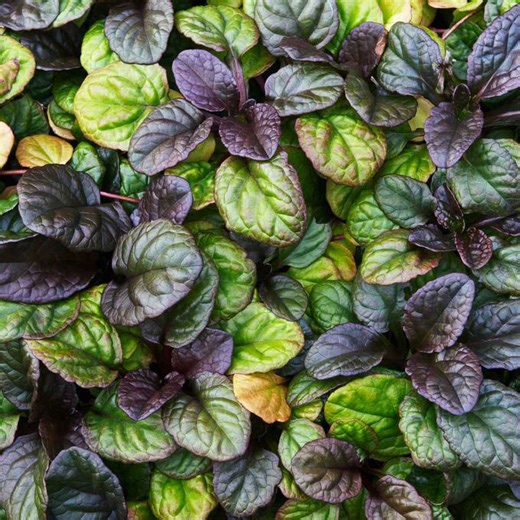 10 best low-maintenance ground cover plants
