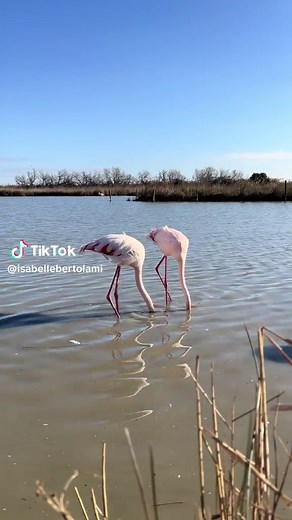 Understanding Flamingo Flocks: The Flamboyance