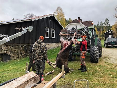 Elgjakt på Finnskogen 2023 - Fra valp til elghund ep.4 - HEJ HUNTING
