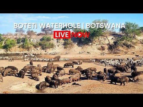 Camelthorn Waterhole Live - Zebra Migration, Hippos & More | Botswana