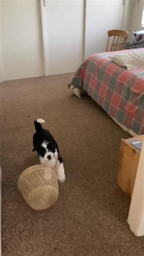 Puppy Playtime: Meet Herbert the Borderdoodle