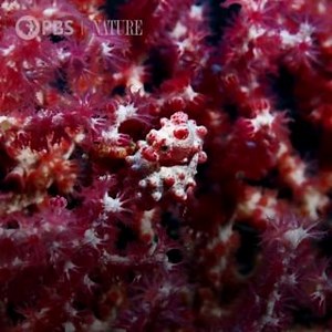 12K views · 617 reactions | Watch closely! Can you spot the seahorse? Stream "Soul of the Ocean" here: https://to.pbs.org/3JfILrZ [VID: Can you spot the seahorse? Pygmy seahorses hide on gorgonian corals. They evolved to match their home. Different species of fan corals host different species of seahorses. If a fan coral goes, its seahorses die too.] | Nature | PBS | Facebook